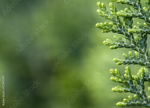 Thuja background