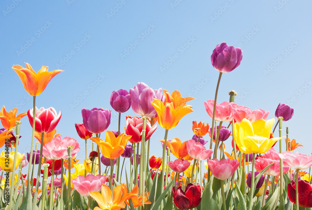 Fotografie Beautiful coloured flowers with copyspace for text