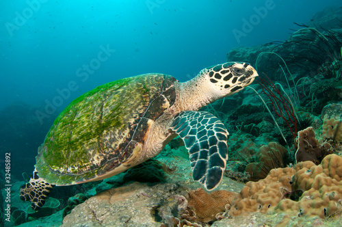 sea turtle © JonMilnes