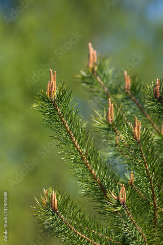 pine in the spring
