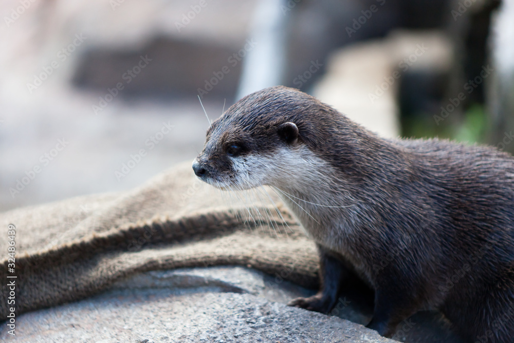 カワウソの視線