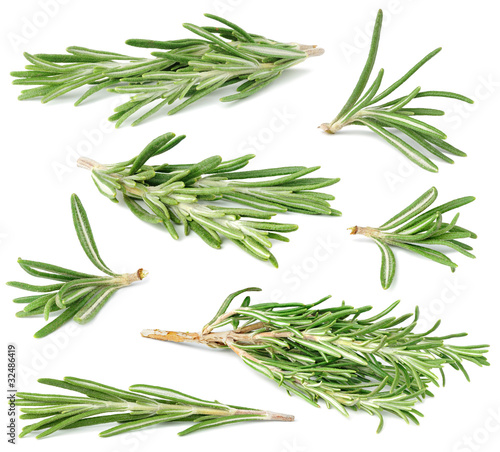Isolated rosemary. Collection of fresh rosemary branches of different size and shape isolated on white background