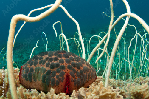 Indian sea cushion, sea star and whip coral on reef photo