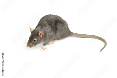 rat