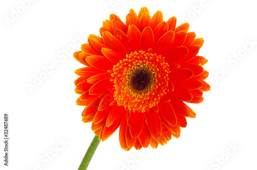 gerbera flower