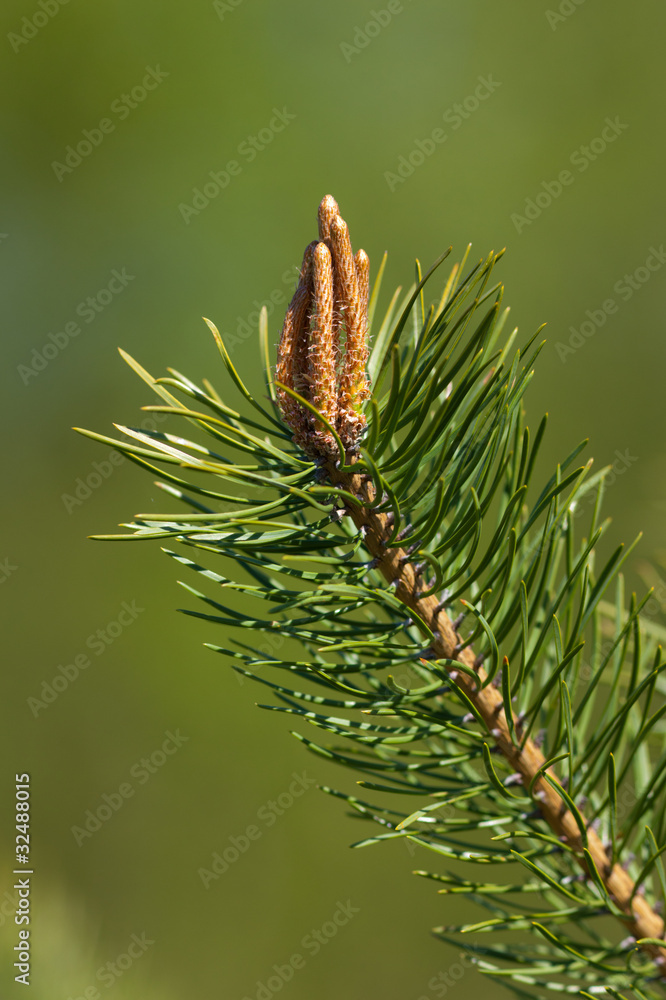 Fototapeta premium branch of a pine
