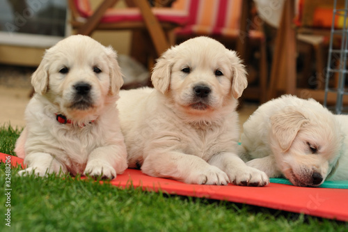 Three restin golden retriever puppies on garden