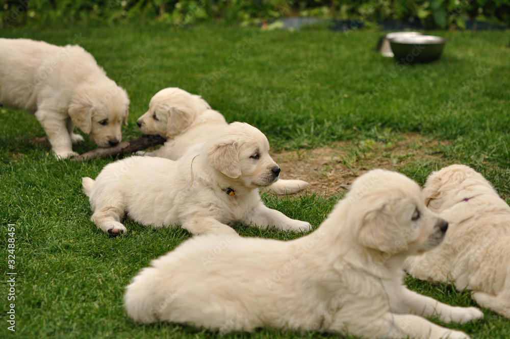 Golden retriever puppies on garden