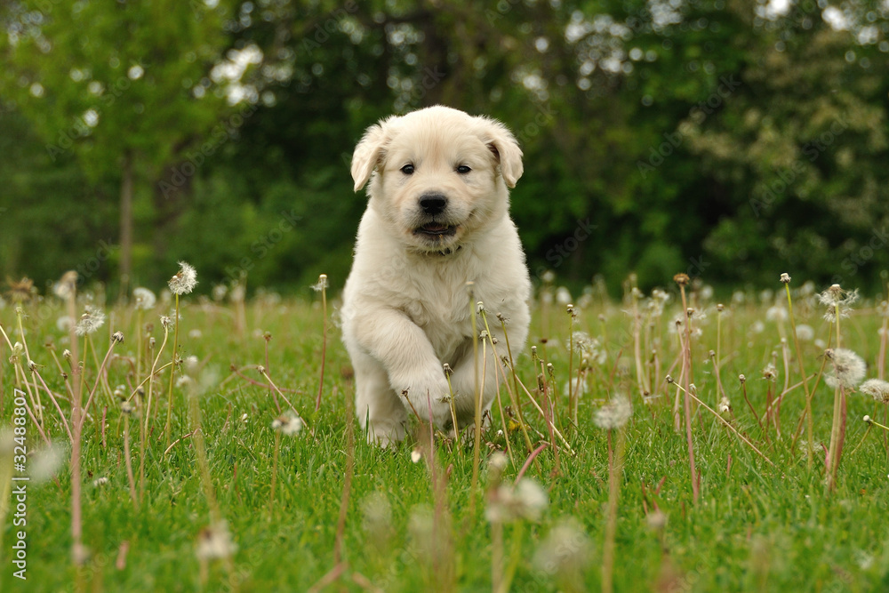 Golden retriever puppy running between dandelions