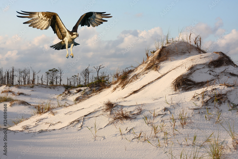 Obraz Osprey Flying Over the Dunes