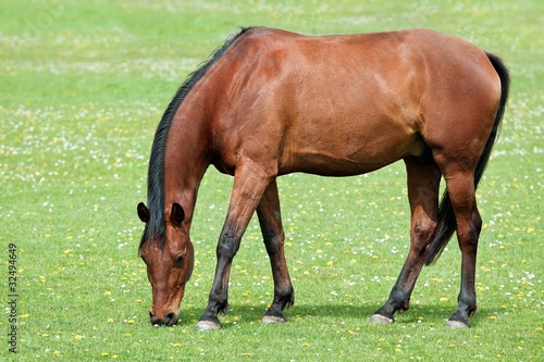 Brown horse on pasture © pitrs