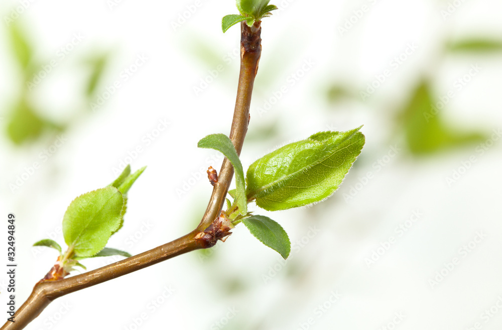 Cherry twigs at spring Cherry twigs at spring