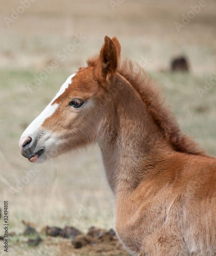 A newborn foal