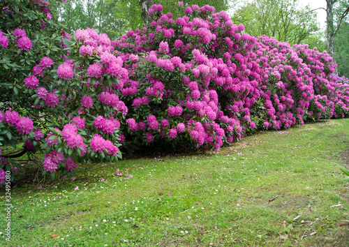 Lila Rhododendronsträucher 2