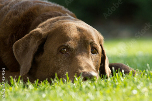 brauner treuer Hund
