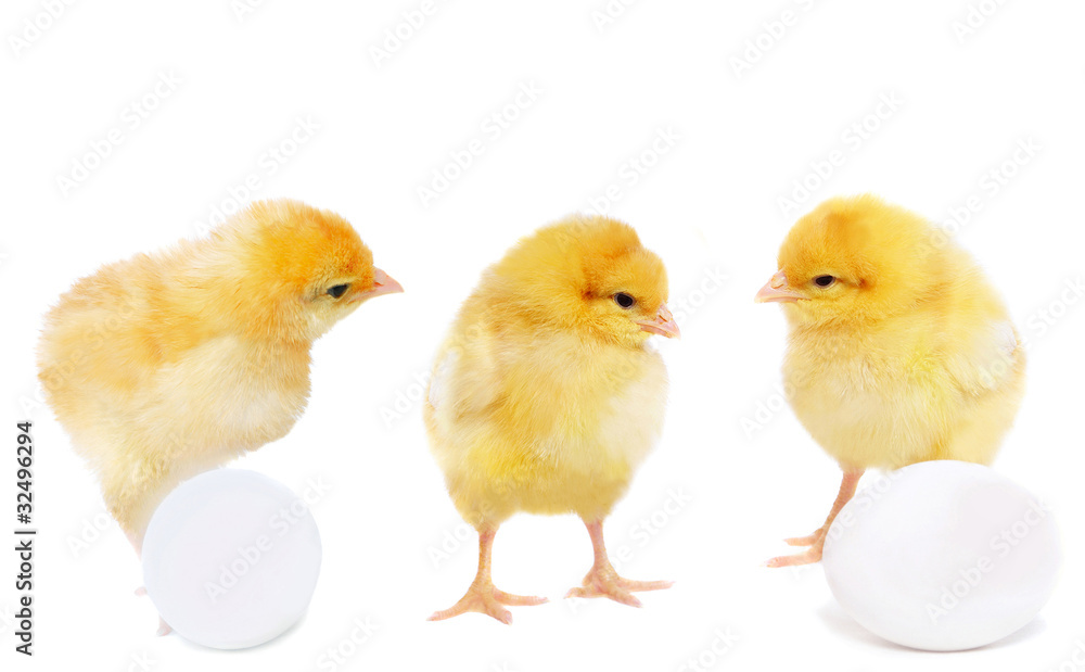 yellow chickens with eggs