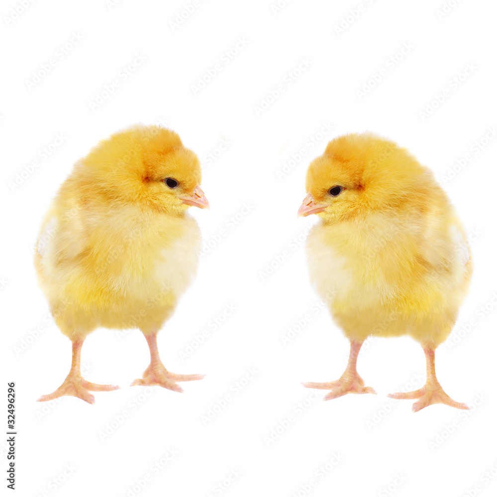 two pretty chickens