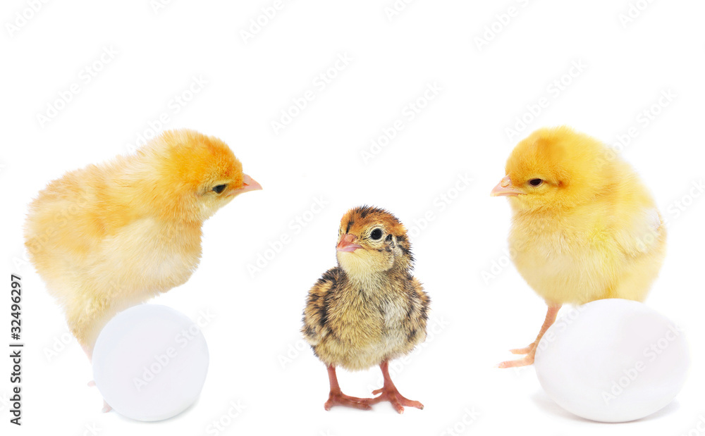 two pretty chickens with eggs and  little quail