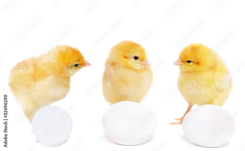 three pretty chickens and eggs