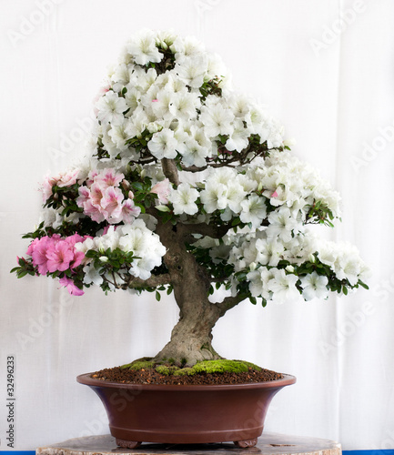 Bonsai mit weißen Blüten photo