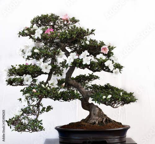 Rhododendron indicum als Bonsai