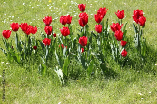 Fototapeta Naklejka Na Ścianę i Meble -  tulipany