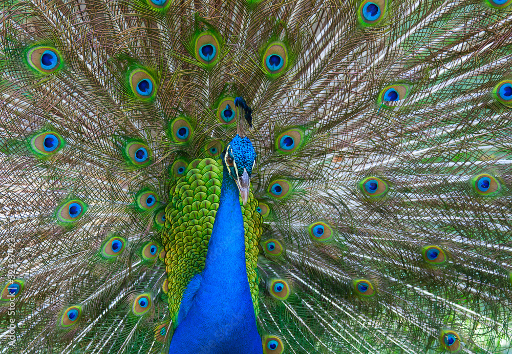 Obraz premium peacock