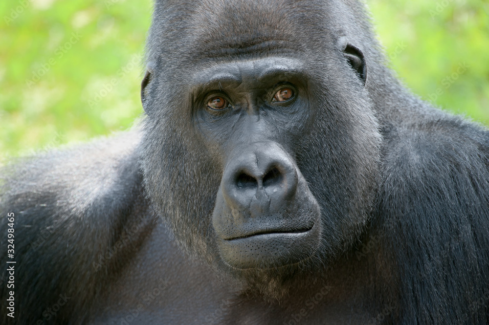 Obraz premium Gorillablick