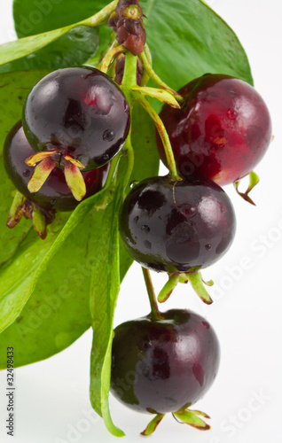 grappe de cerises du Brésil, eugenia brasiliensis photo