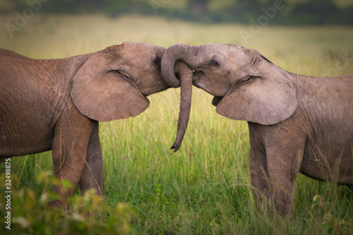 Elephants in love, Masai Mara, Kenya