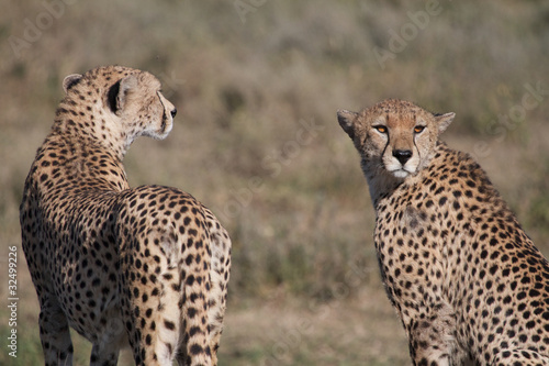 Cheetahs