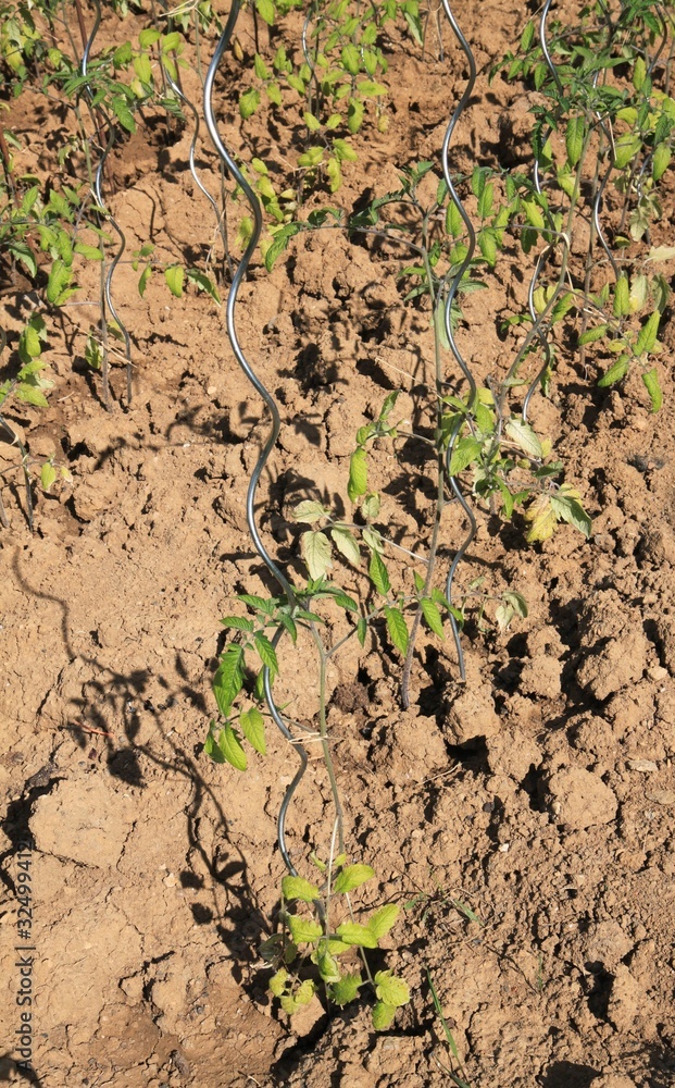 Jardinage - Pieds de tomates Jardinage - Pieds de tomates
