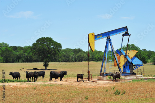 Oil Well Pumper and Brahma Cattle in West Texas.