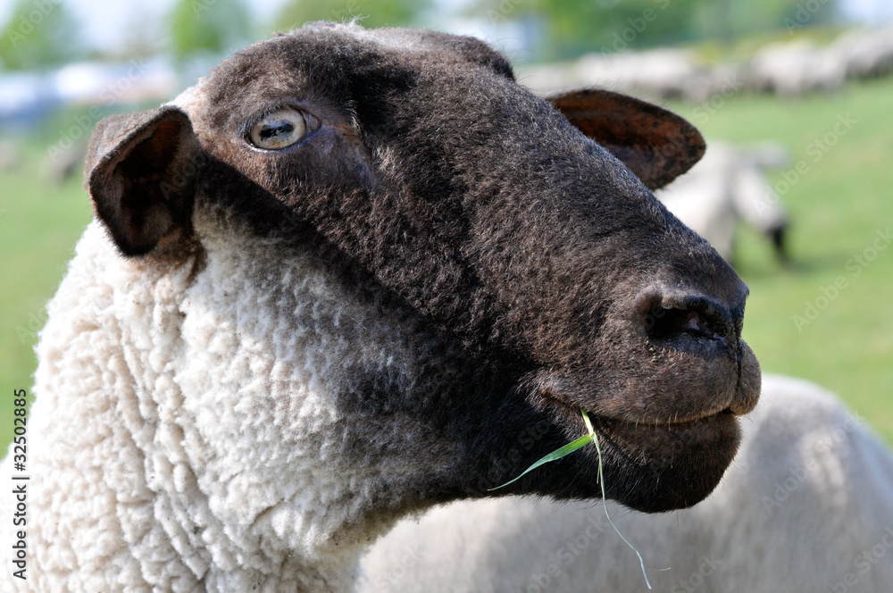 Fototapeta premium Cheep close up