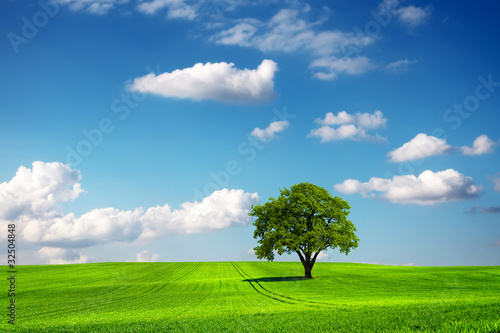 Oak tree and ecology landscape