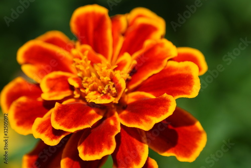 Marigold