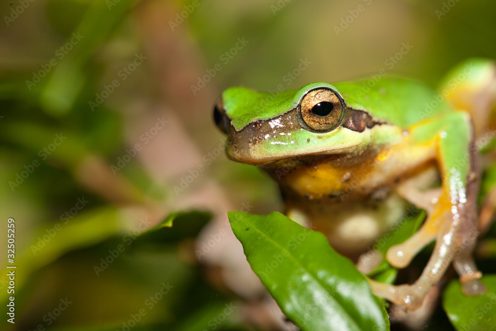 Tree frog on the leaf (Hyla chinensis) Tree frog on the leaf (Hyla chinensis)