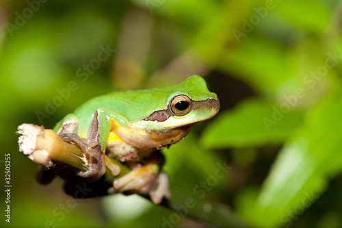 Tree frog on the leaf (Hyla chinensis)