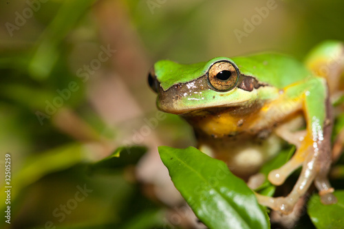 Tree frog on the leaf (Hyla chinensis)