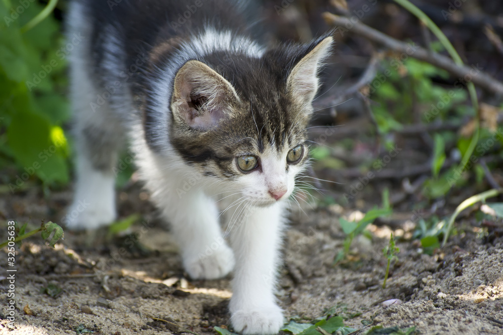 little kitten little kitten