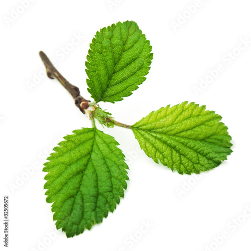 green leaf on white background