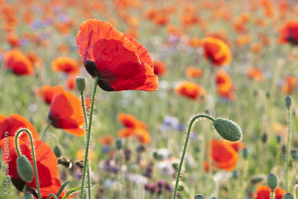 Obraz premium campo di papaveri 2