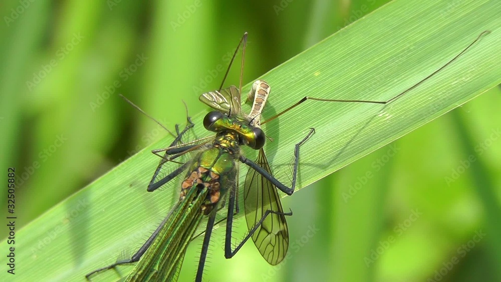 Gebänderte Prachtlibelle - Calopteryx splendens Gebänderte Prachtlibelle - Calopteryx splendens