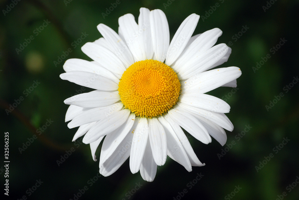 Fototapeta premium Magerwiesen-Margerite