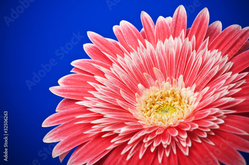 Foto macro of a gerber daisy on blue background