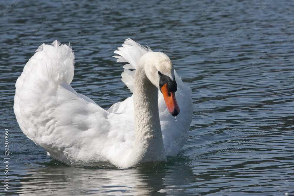 cigno