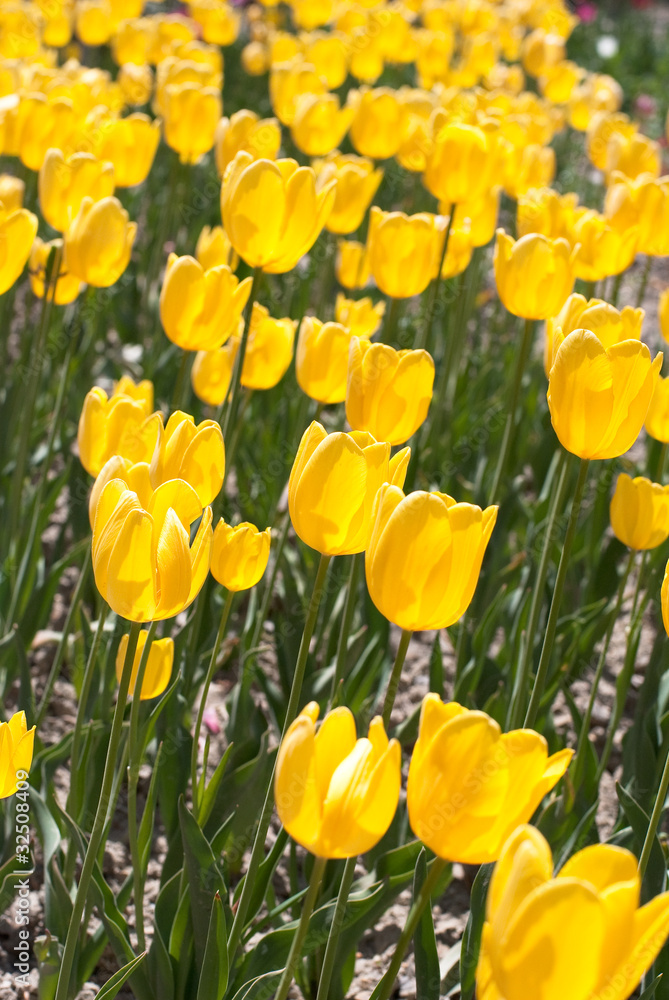 Fototapeta premium tulip