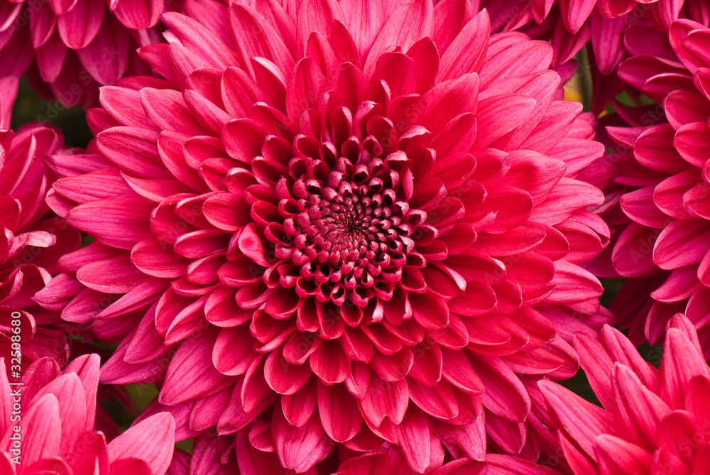 chrysanthemum chrysanthemum