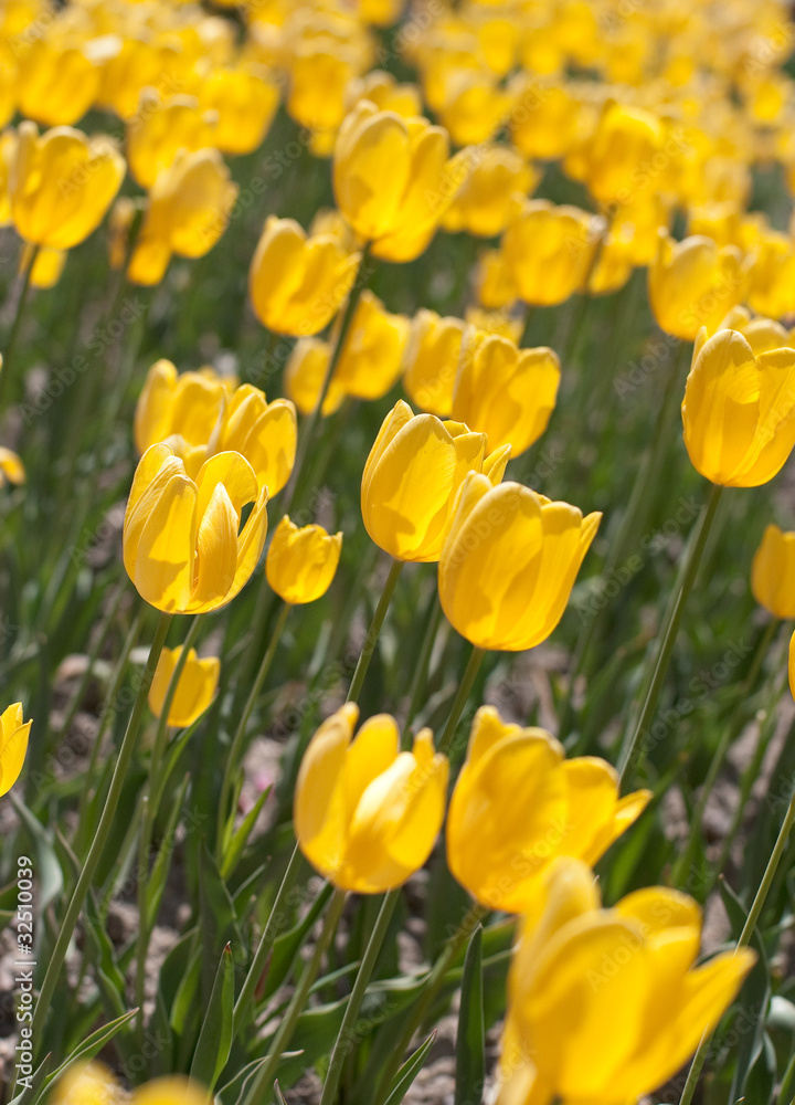 Obraz premium tulip