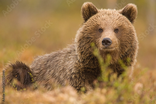 Brown bear resting